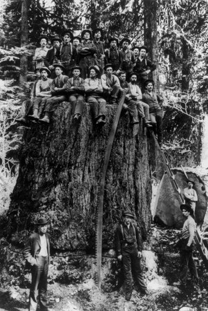 lumberjacks_on_a_stump