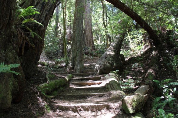 muirwoods6