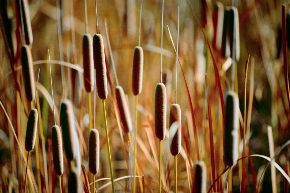 Cattails
