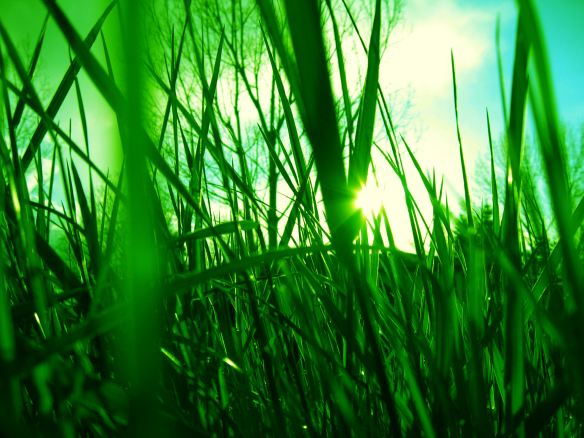 grass_by_transfigurated