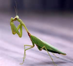 praying mantis