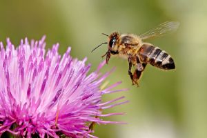 Honeybee_landing_on_milkthistle02