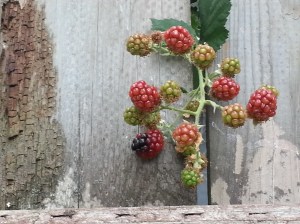 bberries