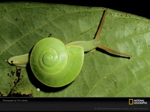 green-snail-laman-400957-sw