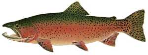 KidsPageTroutRainbowMale