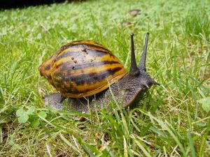 giant_tiger_snail
