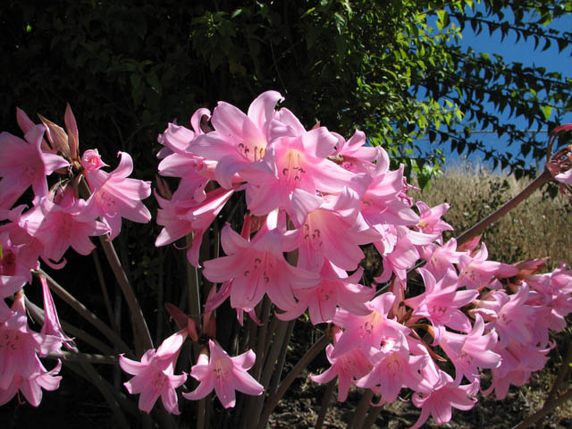 amaryllis_belladonna3nn