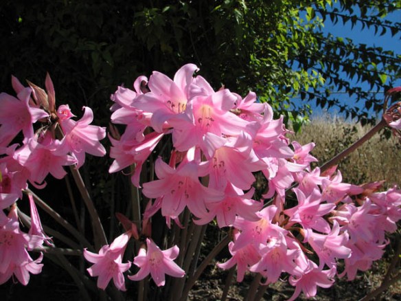 amaryllis_belladonna3nn